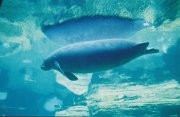 006-The endagered manatee